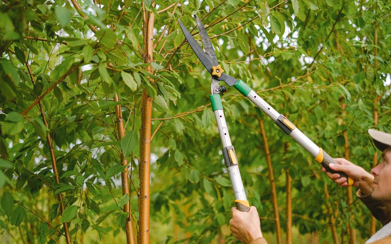 Tree trimming in Overpeck, OH