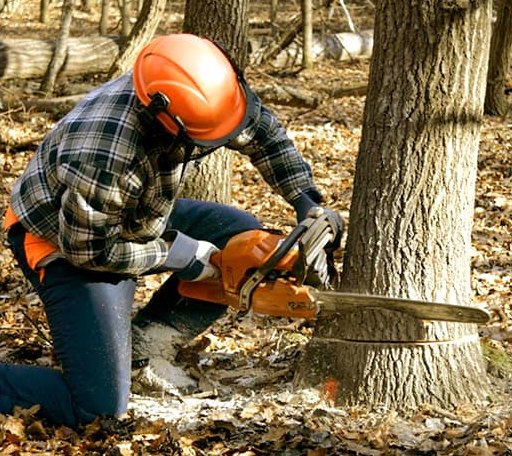 Tree Removal in Overpeck, OH